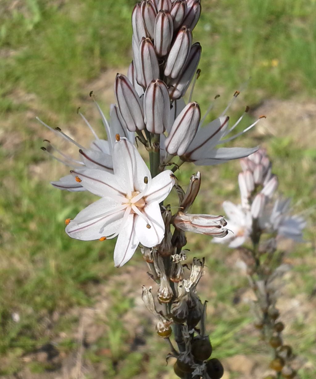 Asphodelus ramosus